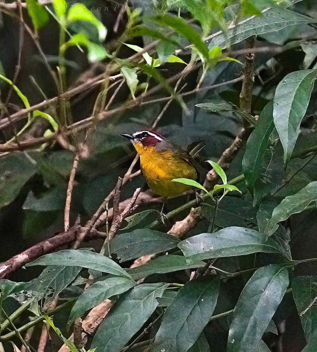 Rostkappen-Waldsänger - ML646214768