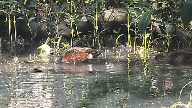 Чирянка австралійська - ML646214770