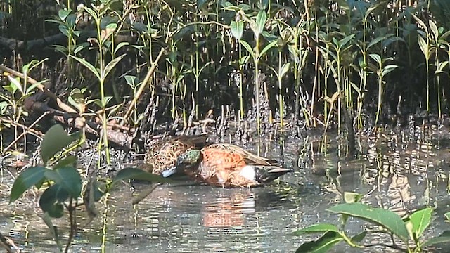 Чирянка австралійська - ML646214771