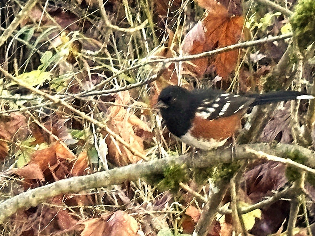 Fleckengrundammer - ML646214773