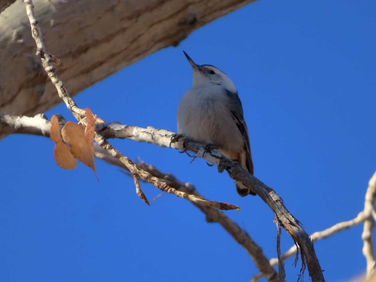 Weißbrustkleiber - ML646214774