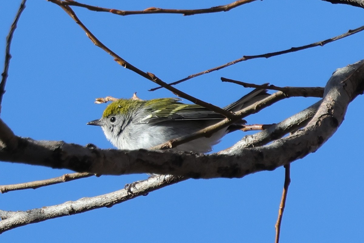 Gelbscheitel-Waldsänger - ML646214775
