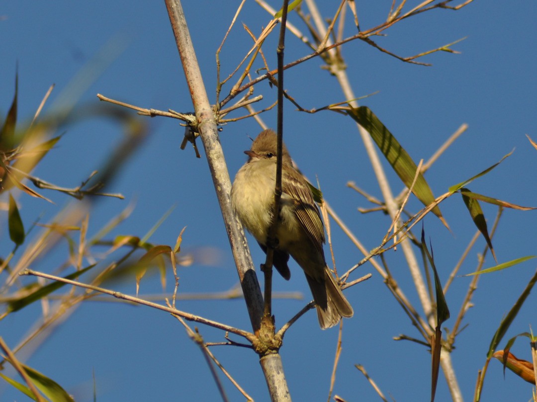 Gelbbauch-Olivtyrann - ML646214776