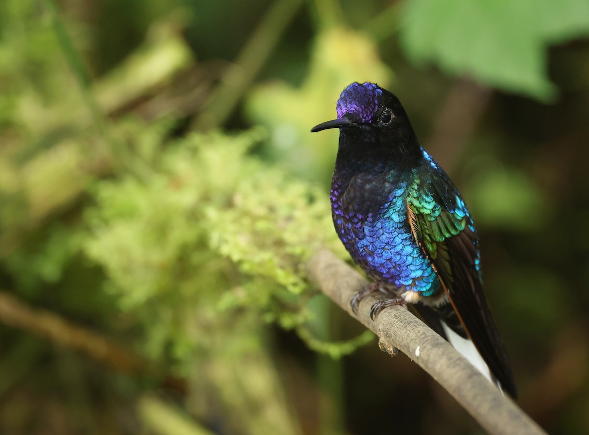 Hyazinthkolibri - ML646214777