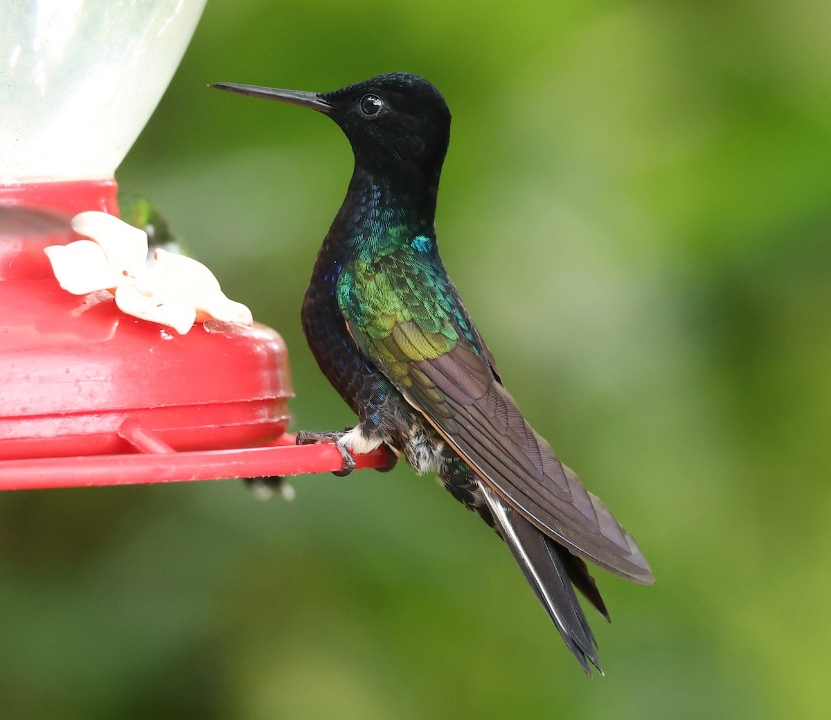 Hyazinthkolibri - ML646214778