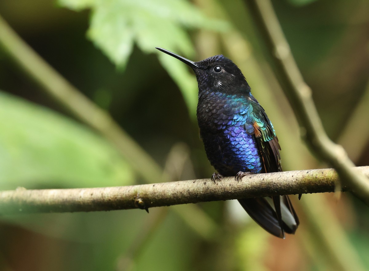 Hyazinthkolibri - ML646214779