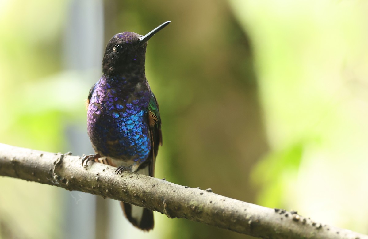 Hyazinthkolibri - ML646214780