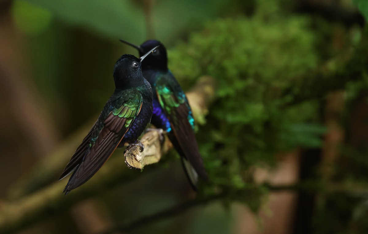 Hyazinthkolibri - ML646214781