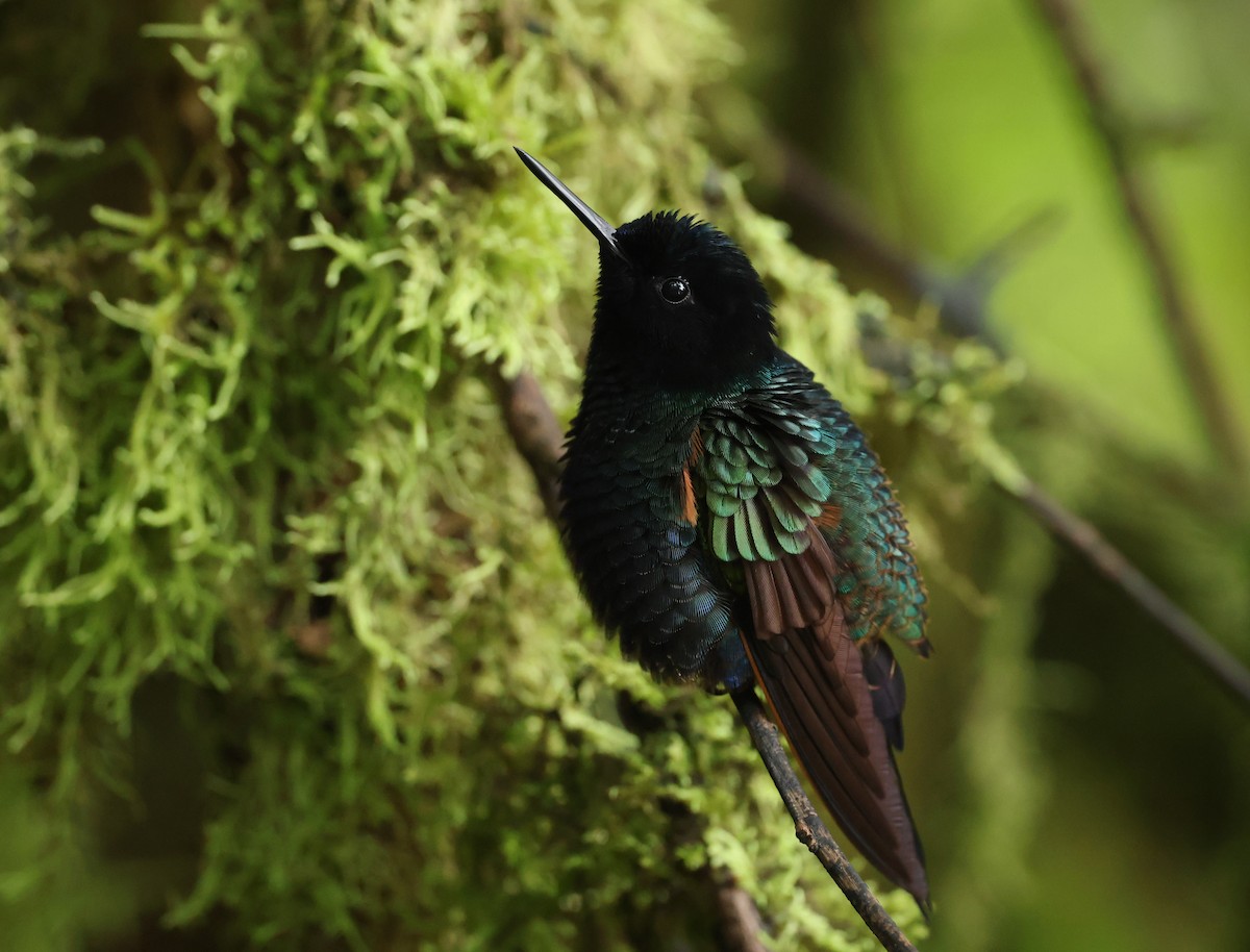 Hyazinthkolibri - ML646214782