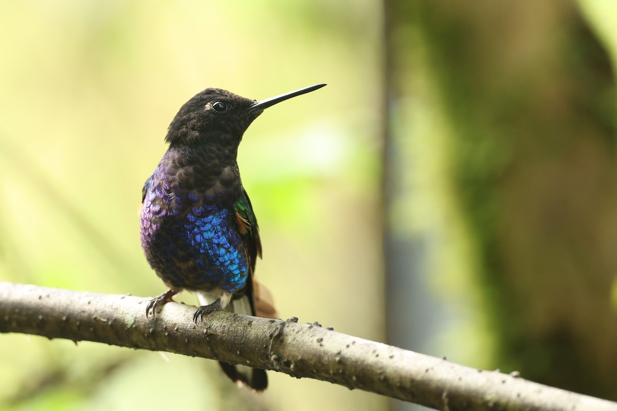 Hyazinthkolibri - ML646214783