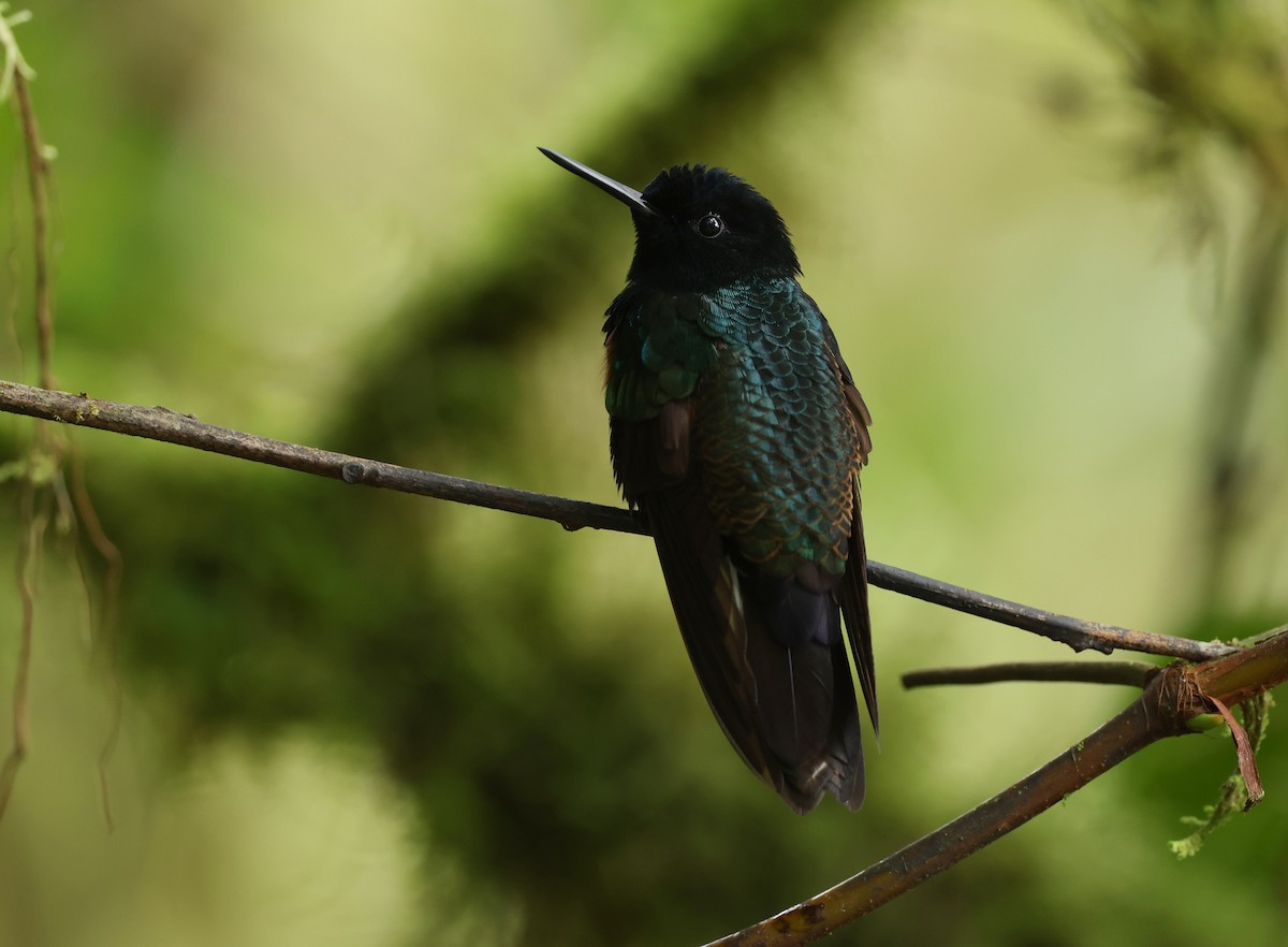 Hyazinthkolibri - ML646214784