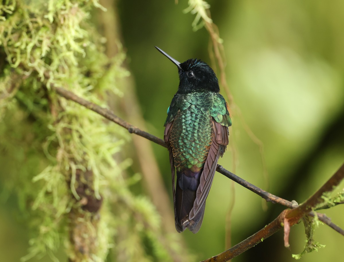 Hyazinthkolibri - ML646214785