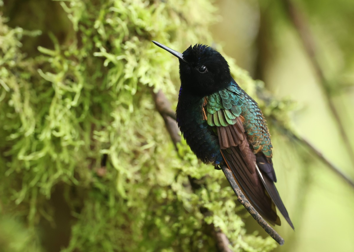 Hyazinthkolibri - ML646214786