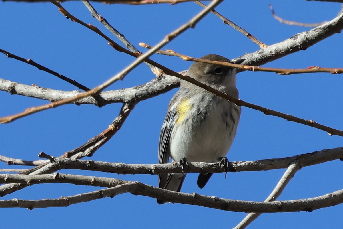 Kronenwaldsänger - ML646214787