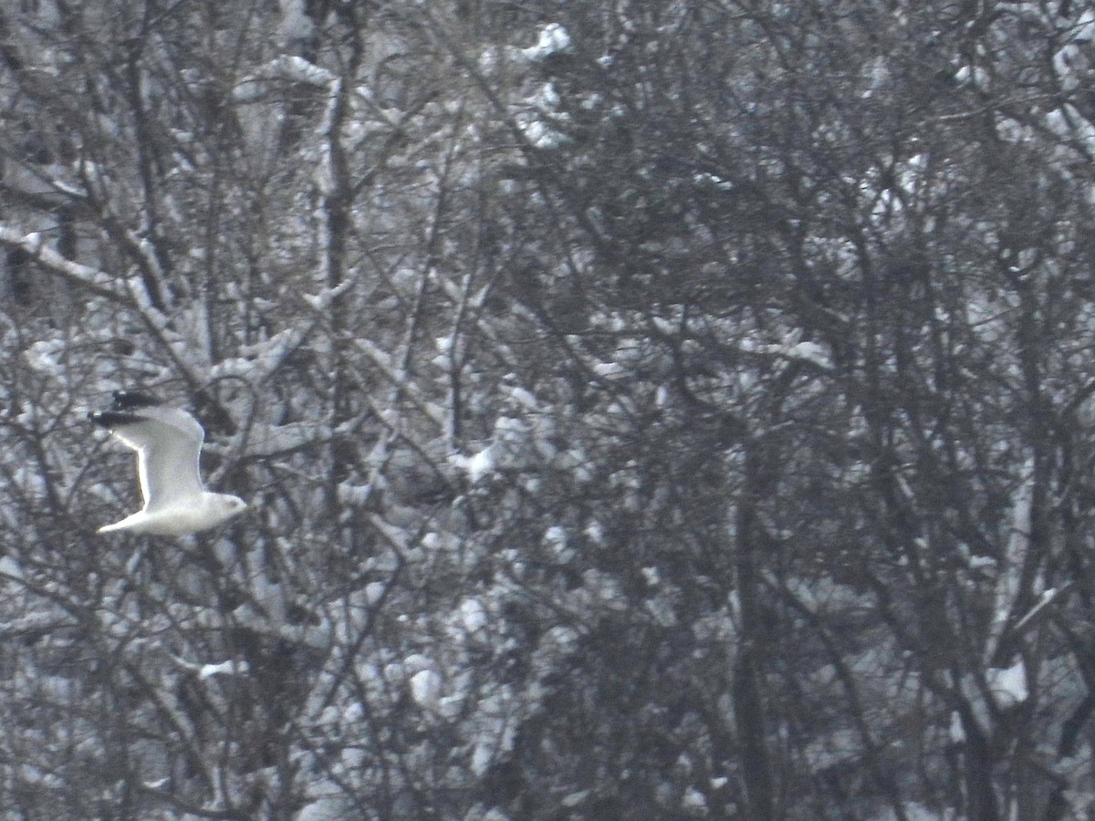 Ringschnabelmöwe - ML646214788