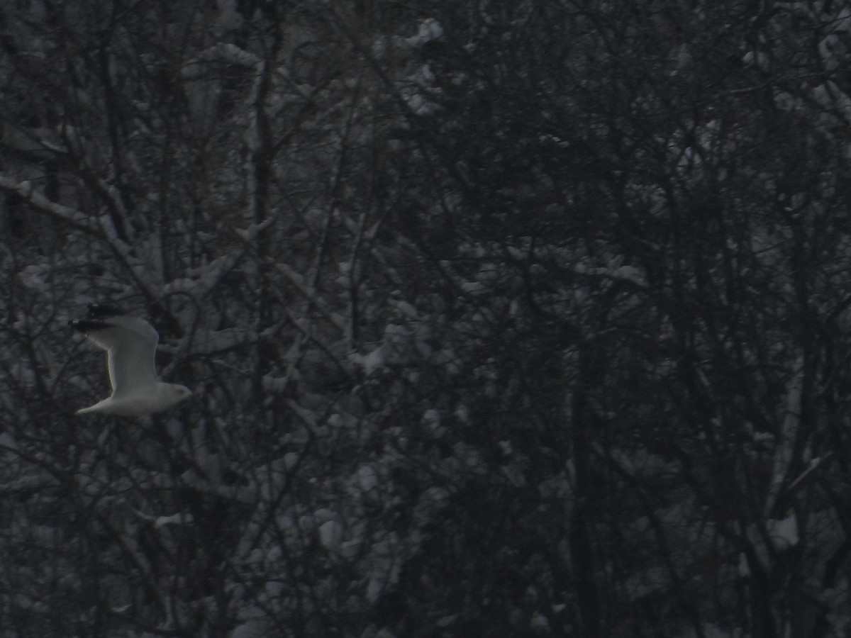 Ringschnabelmöwe - ML646214789