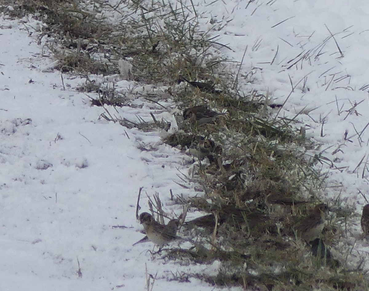 Spornammer - ML646214793