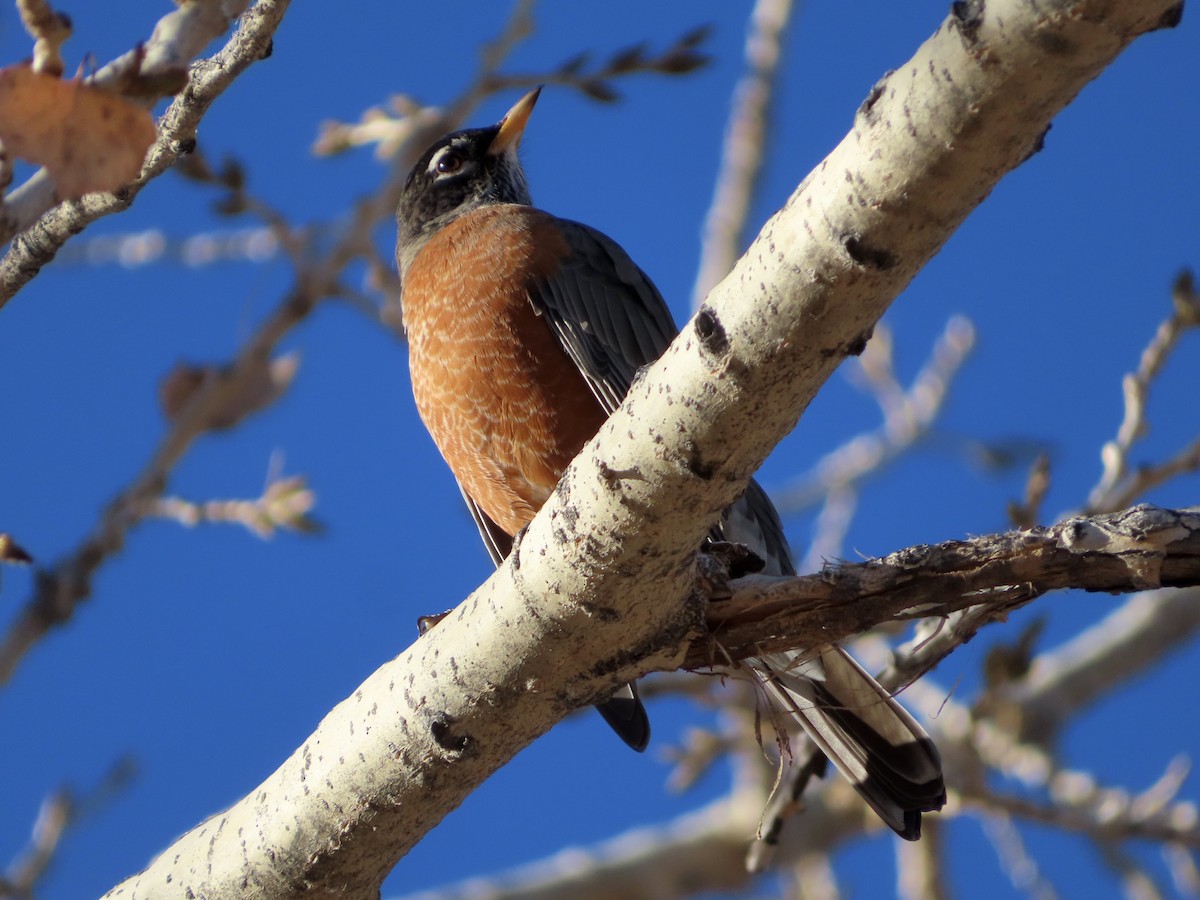 Wanderdrossel - ML646214794