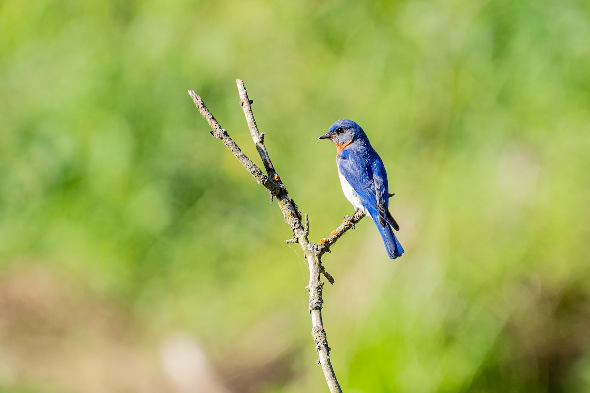 Rotkehl-Hüttensänger - ML646214795