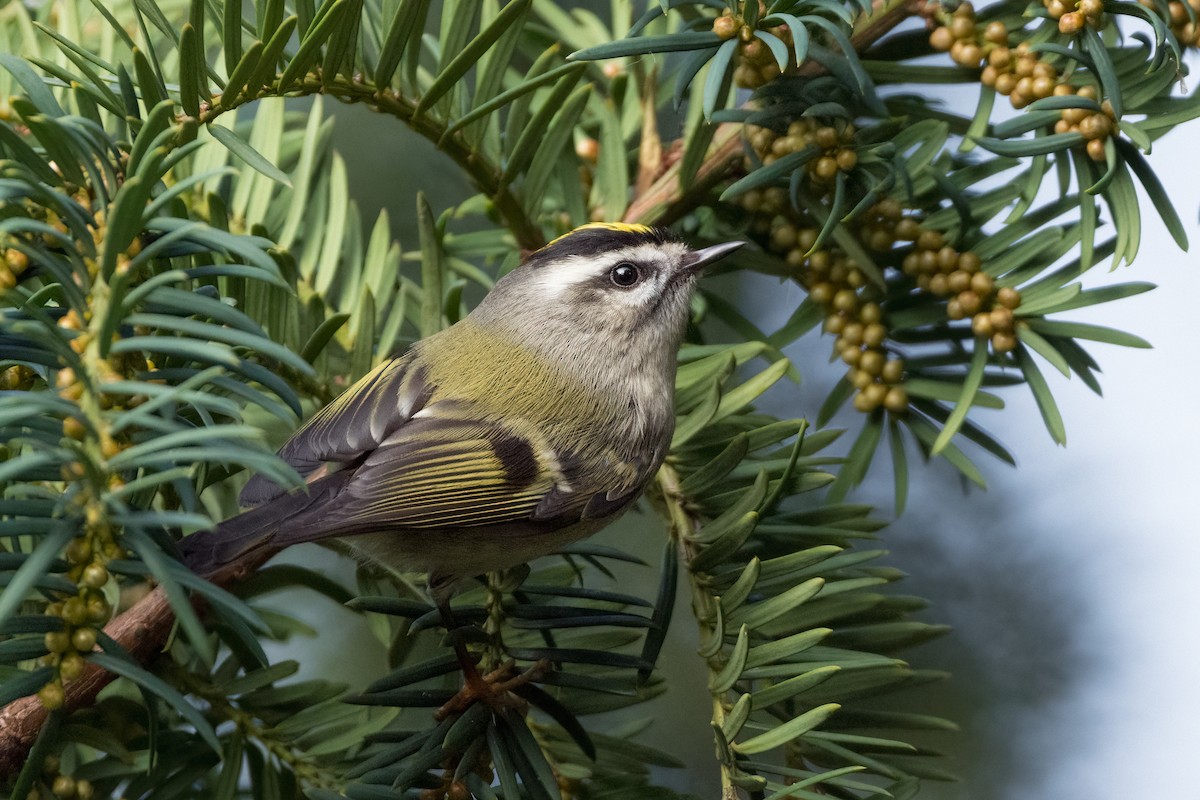 Indianergoldhähnchen - ML646214796