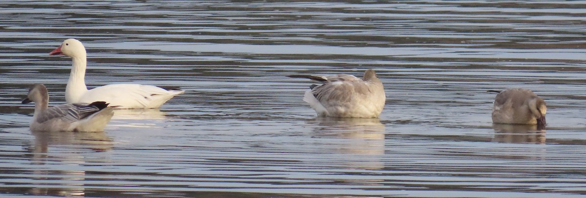 Snow Goose - ML646214799