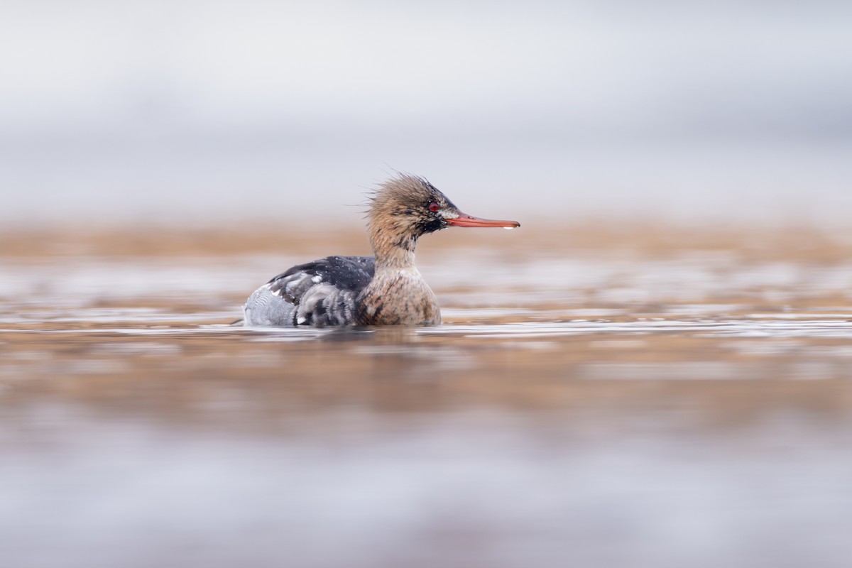 Red-breasted Merganser - ML646214811