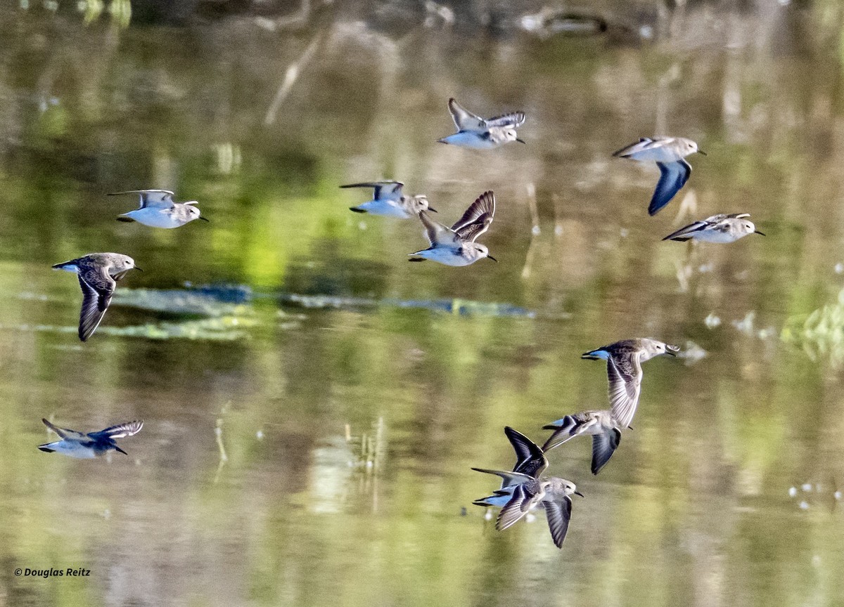 Chorlitejo Semipalmeado - ML646214819