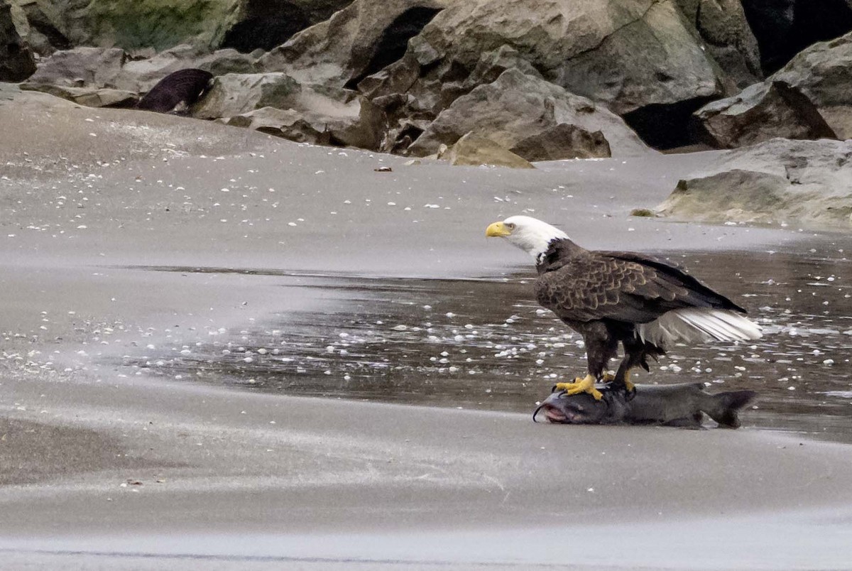 Pigargo Americano - ML646214822