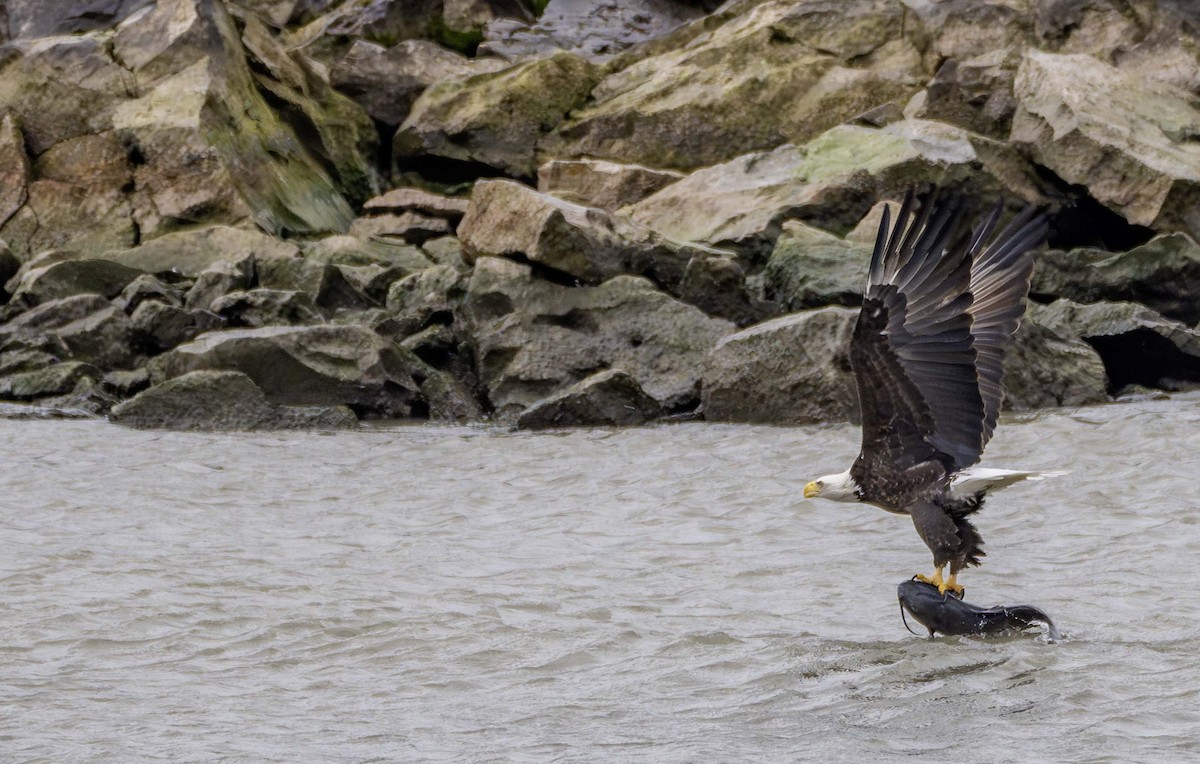 Pigargo Americano - ML646214823