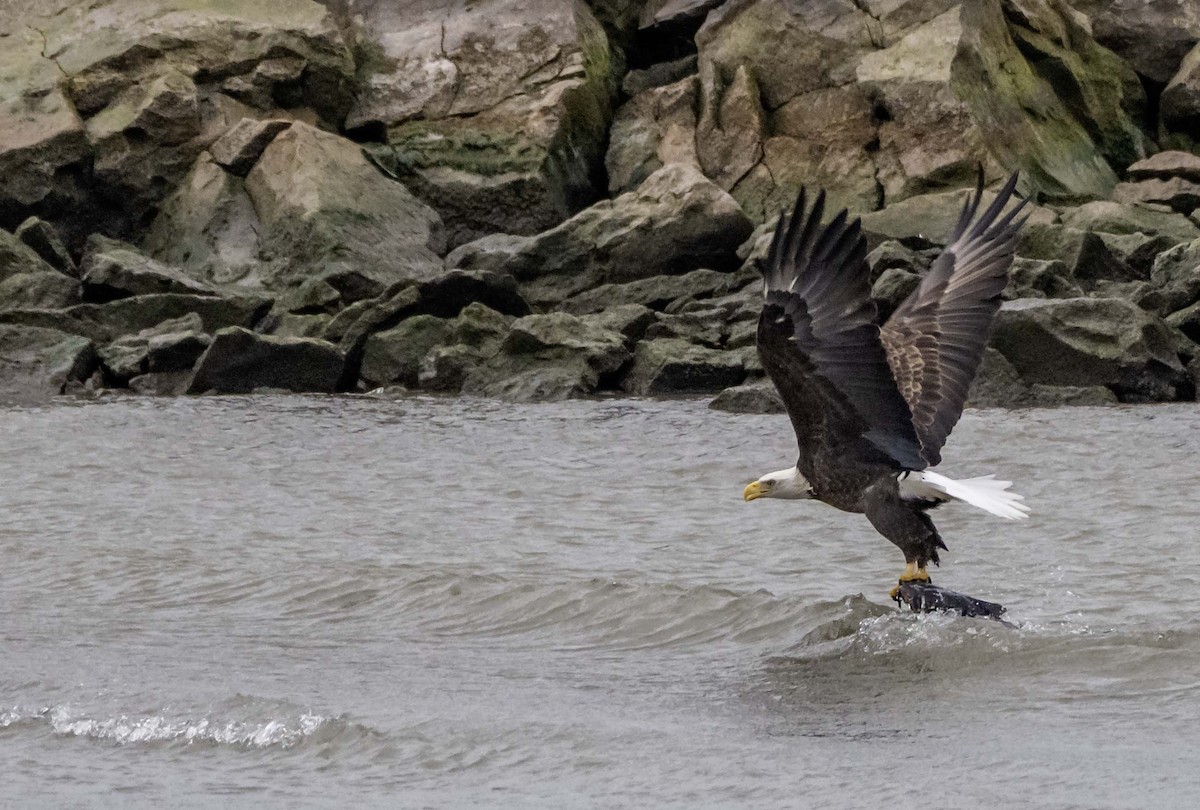 Pigargo Americano - ML646214824