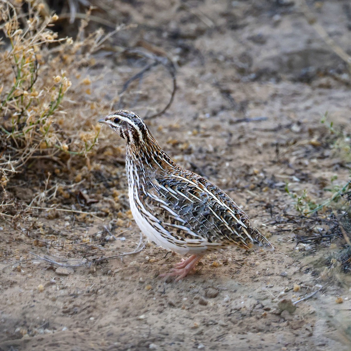 ヨーロッパウズラ - ML646214829