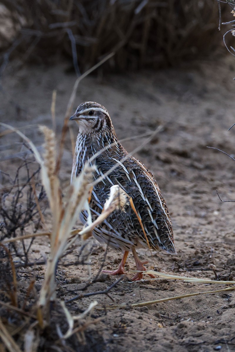 ヨーロッパウズラ - ML646214830
