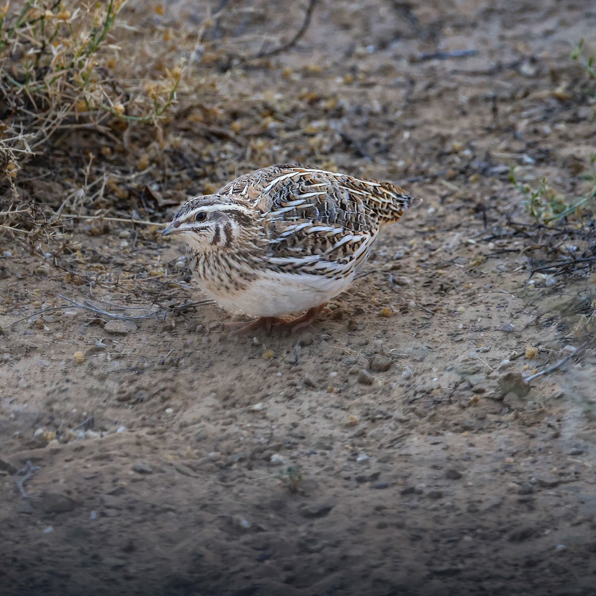 ヨーロッパウズラ - ML646214831