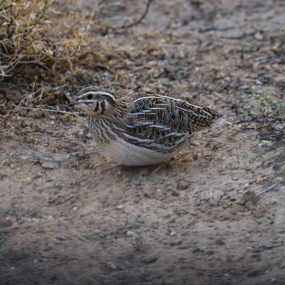 ヨーロッパウズラ - ML646214832