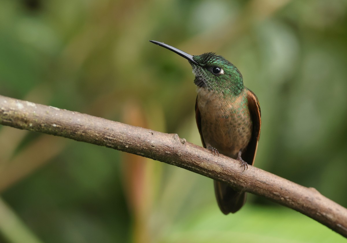 Füme Rengi Pırıltı - ML646214833