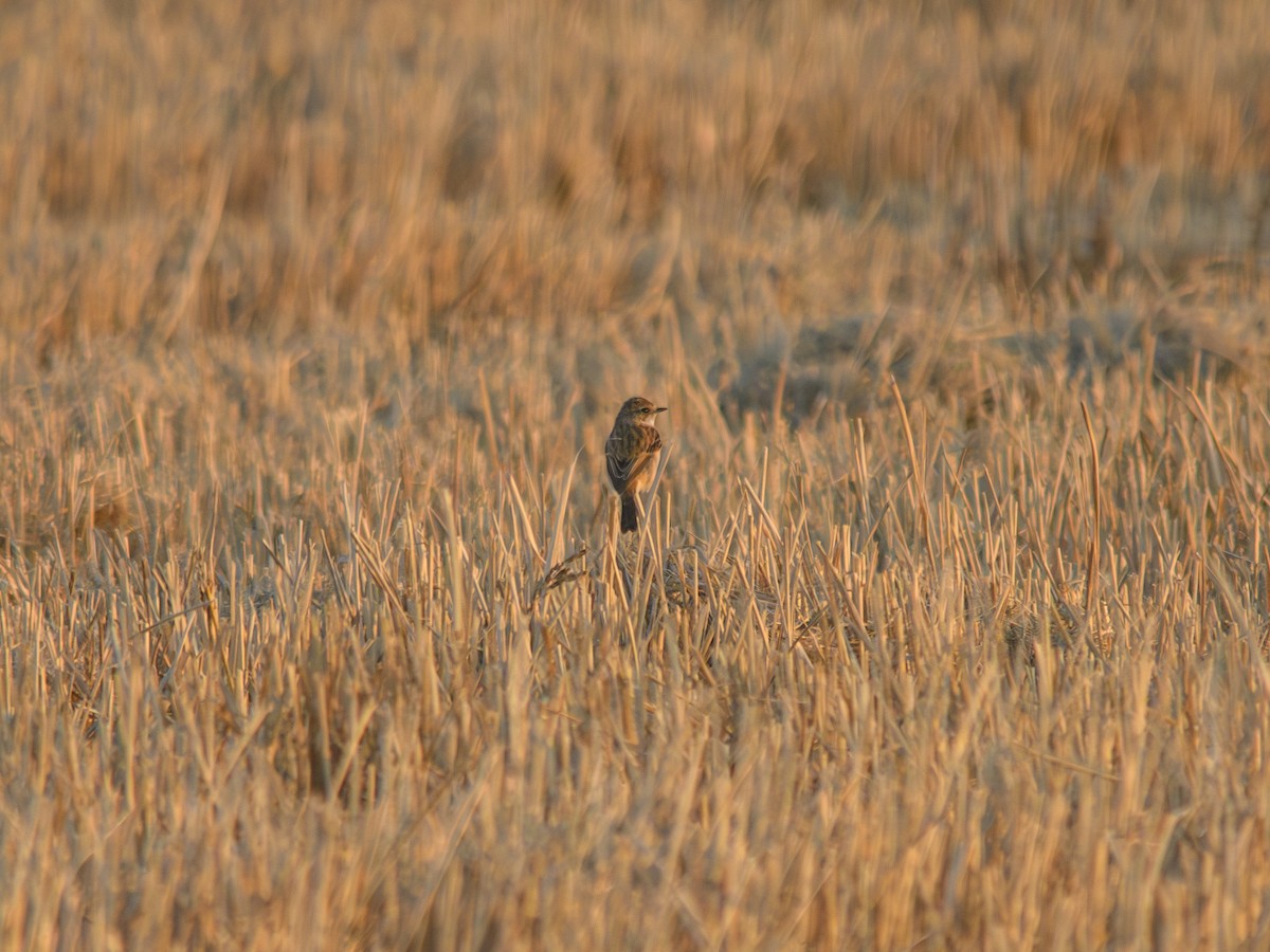 Amur Stonechat - ML646214836