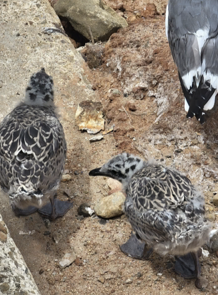 Gaviota Occidental - ML646214841