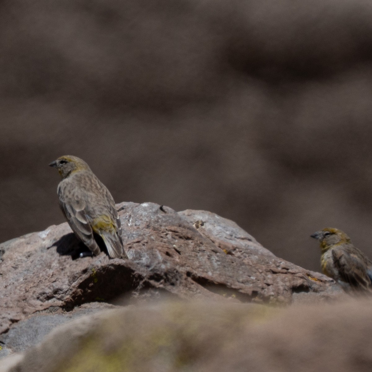Bright-rumped Yellow-Finch - ML646214848