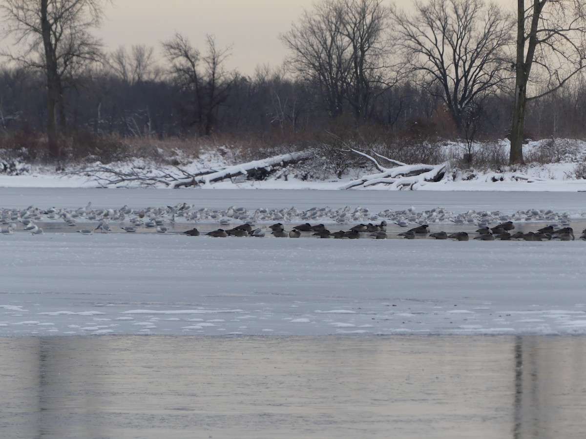 American Herring Gull - ML646214852