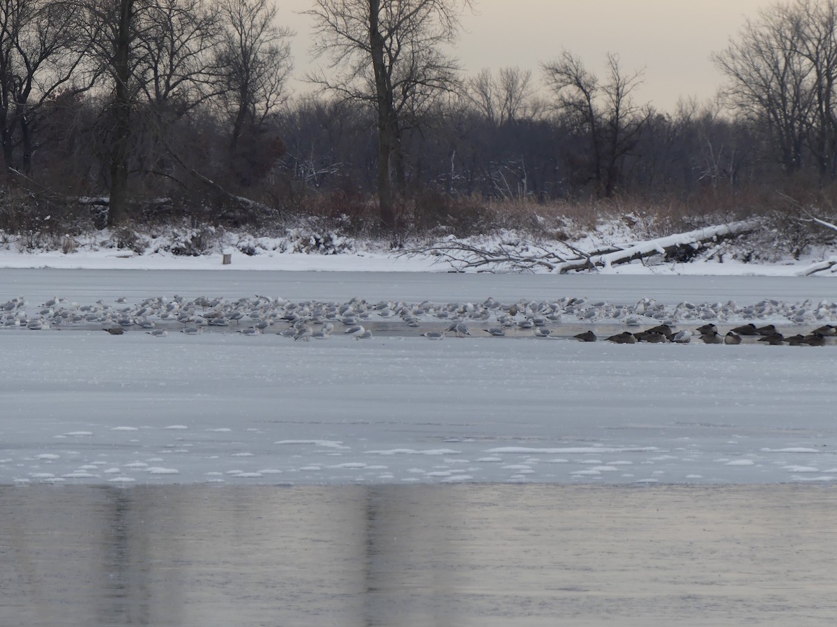 American Herring Gull - ML646214853