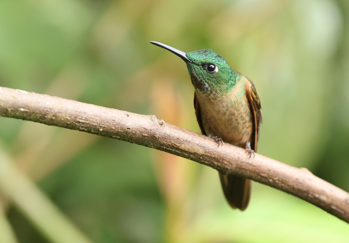 Füme Rengi Pırıltı - ML646214854