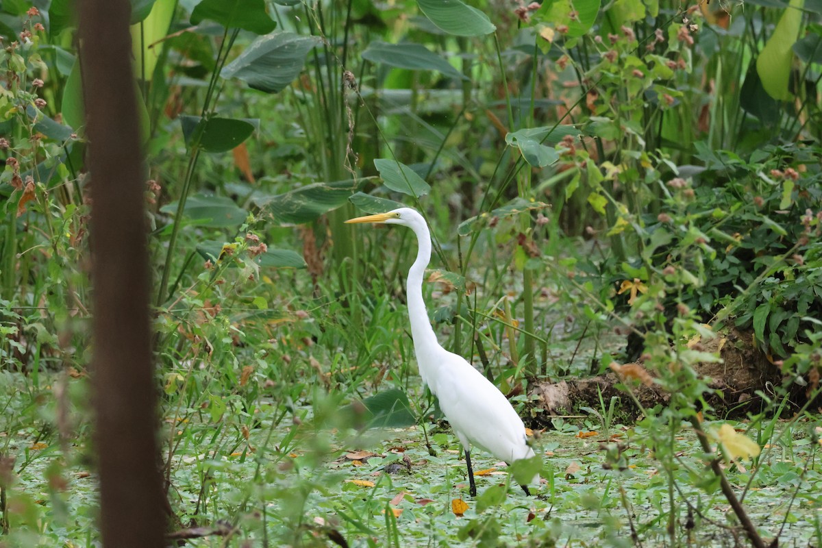 Koartza zuria - ML646214859