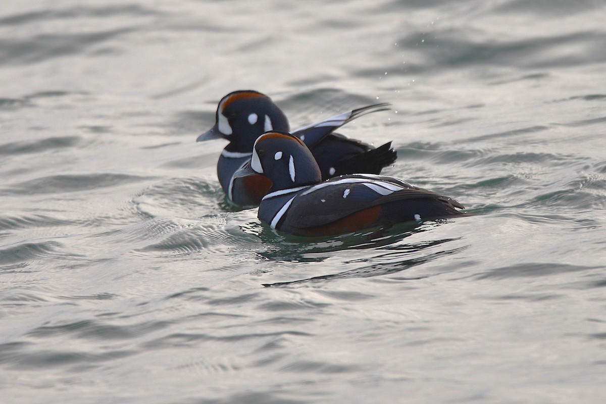 Ahate arlekina - ML646214869