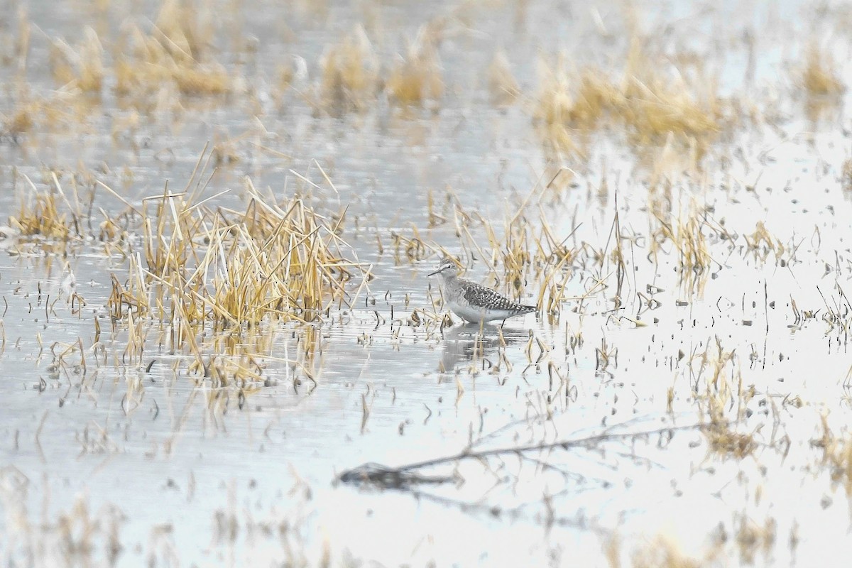 grønnstilk - ML646214876