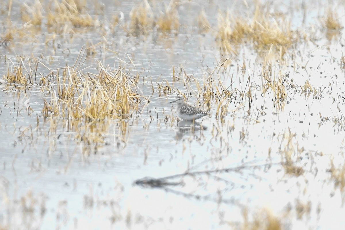 grønnstilk - ML646214877