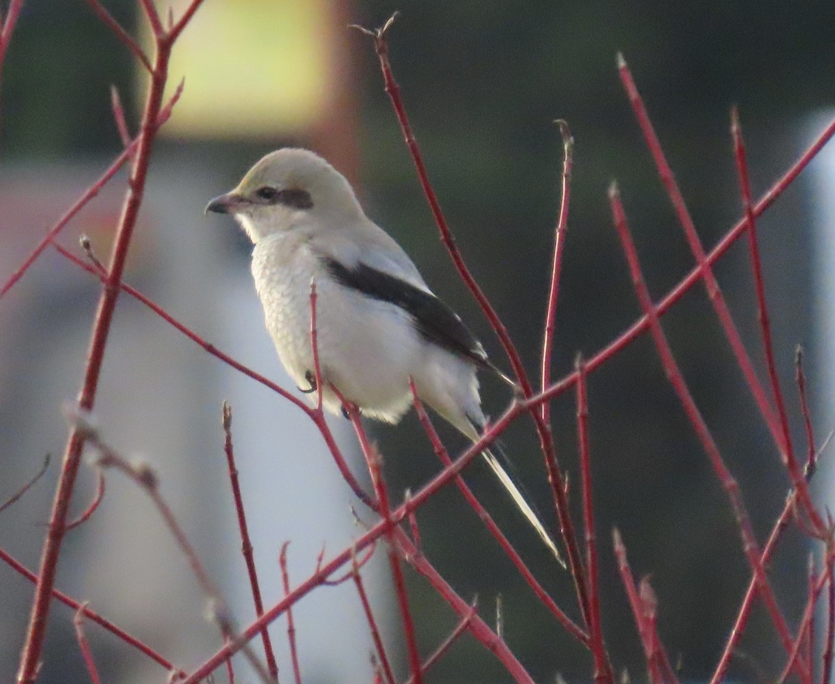 ťuhýk severní - ML646214878