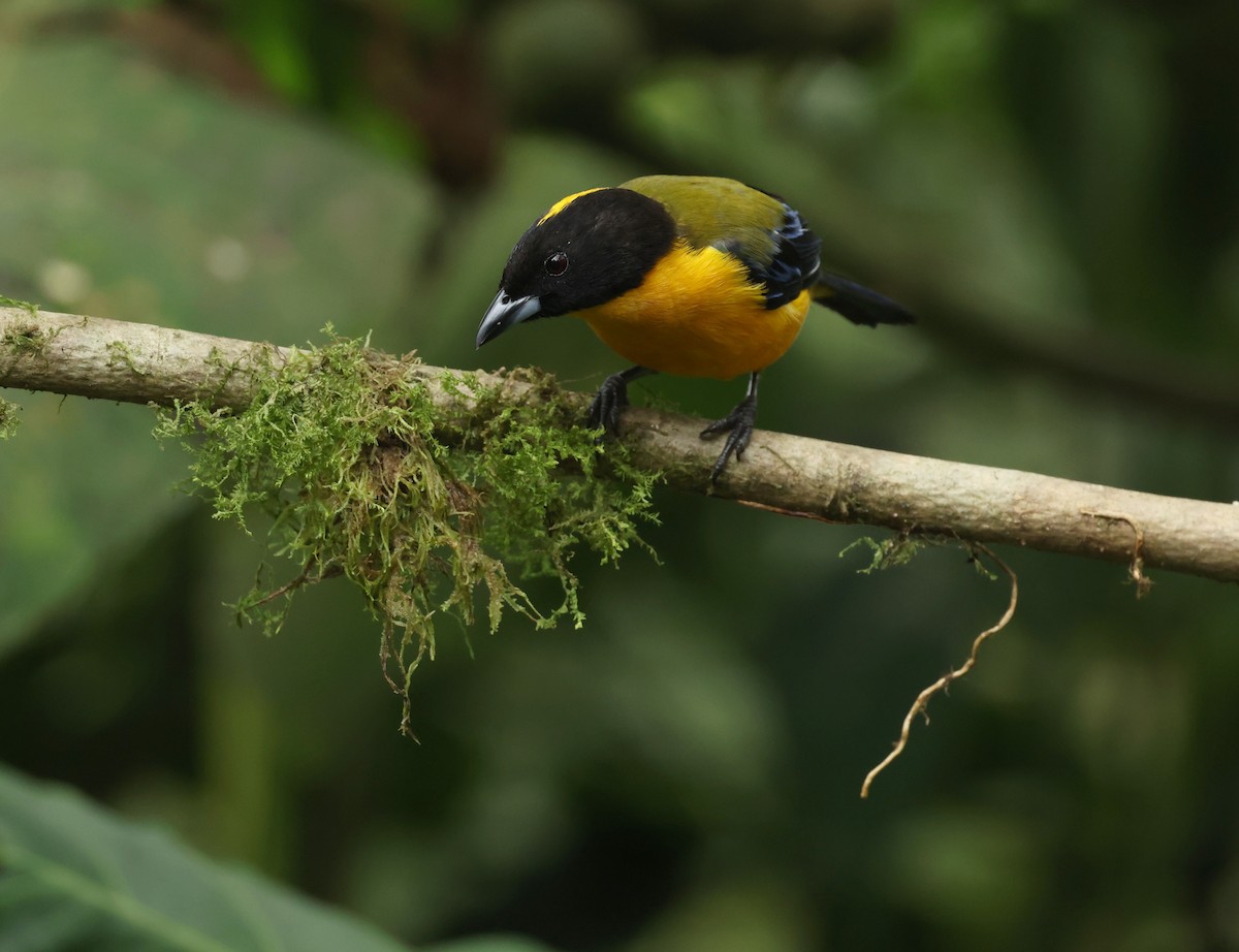 クロアゴヤマフウキンチョウ - ML646214885