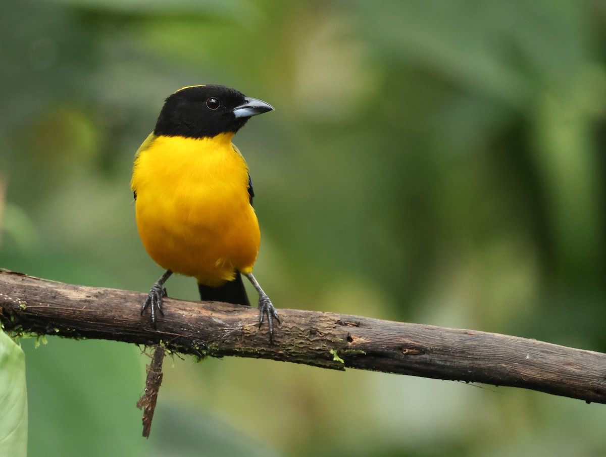 クロアゴヤマフウキンチョウ - ML646214886