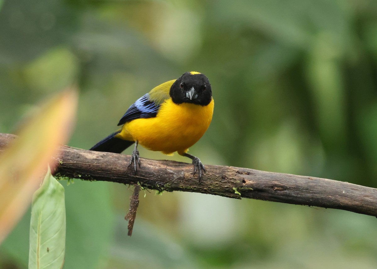 クロアゴヤマフウキンチョウ - ML646214887