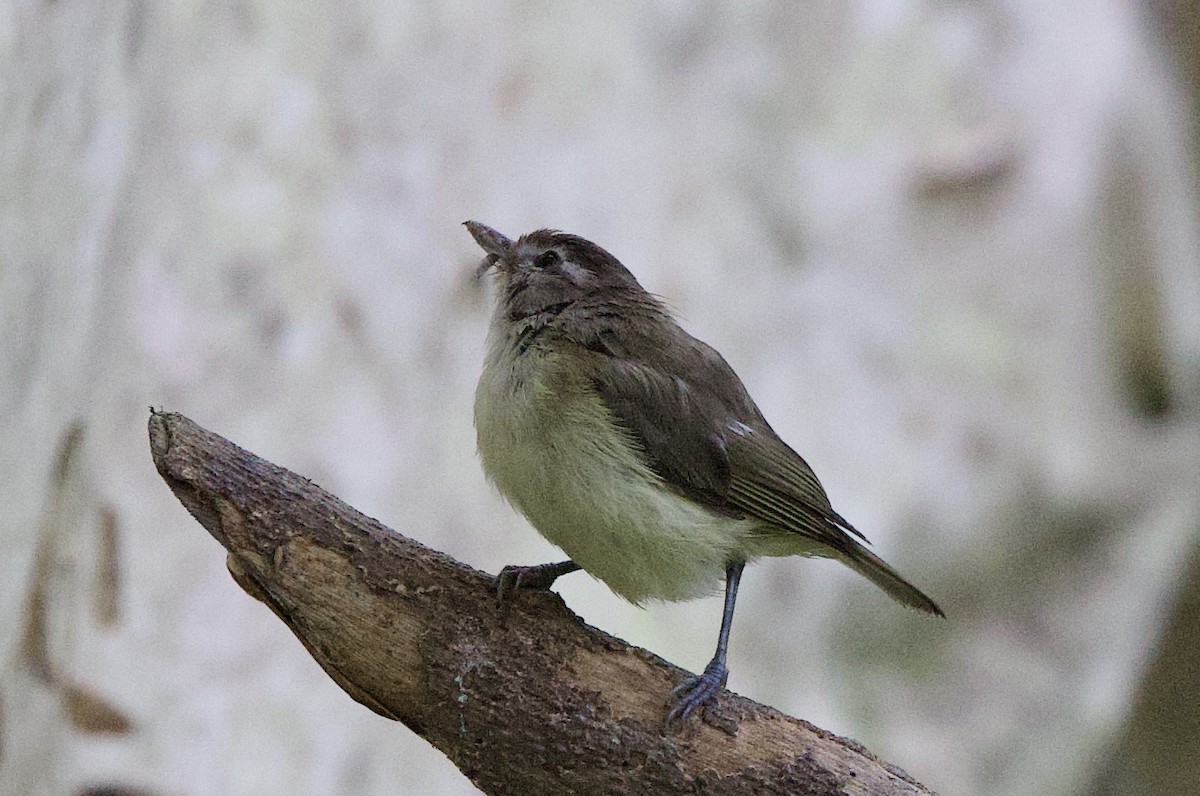 Brown-capped Vireo - ML646214889